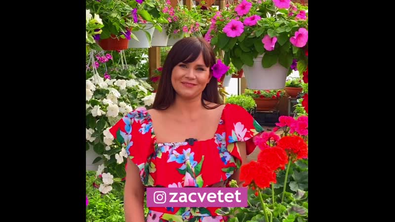 Zacvetet как вырастить шикарные цветы!