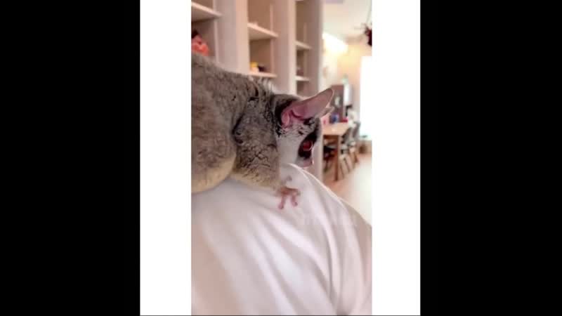 Домашний прыгун