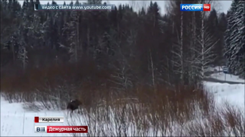 Лось porn video – Лось образцовый пешеход покорил интернет