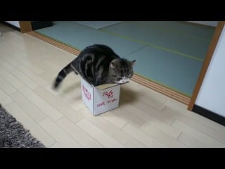 Японский котэ мару!