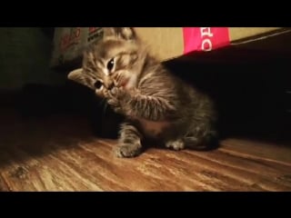 Солнышко моет лапку