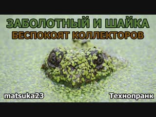 Matsuka23 заболотный и шайка беспокоят коллекторов