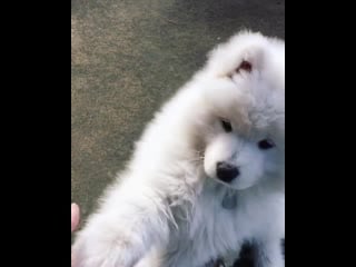 I ♡ my samoyed