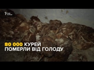 Чому загинули 80 тисяч курей під херсоном?