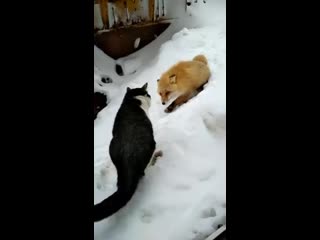 Кисик и лисичка