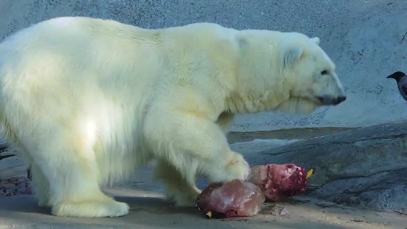Мурма любит сладости