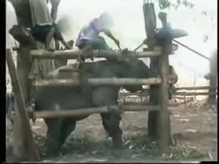 Слонят воруют у матерей и дрессируют для туристов baby elephants in thailand are kidnapped & tortured for entertainment!