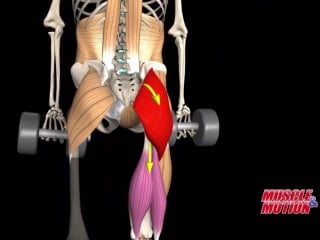 Gluteus maximus muscle