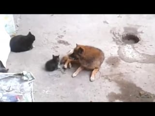 Кошка привела котят к своему другу