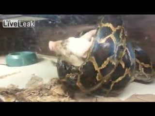 Жесть змея ест поросенка