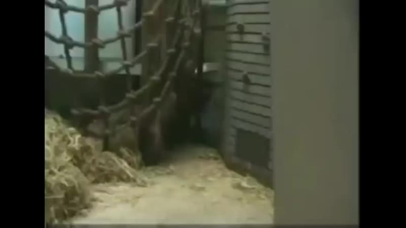 Обезьяна флексит под моргенштерна