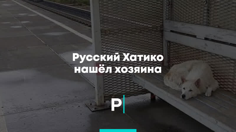 Русский хатико нашёл хозяина