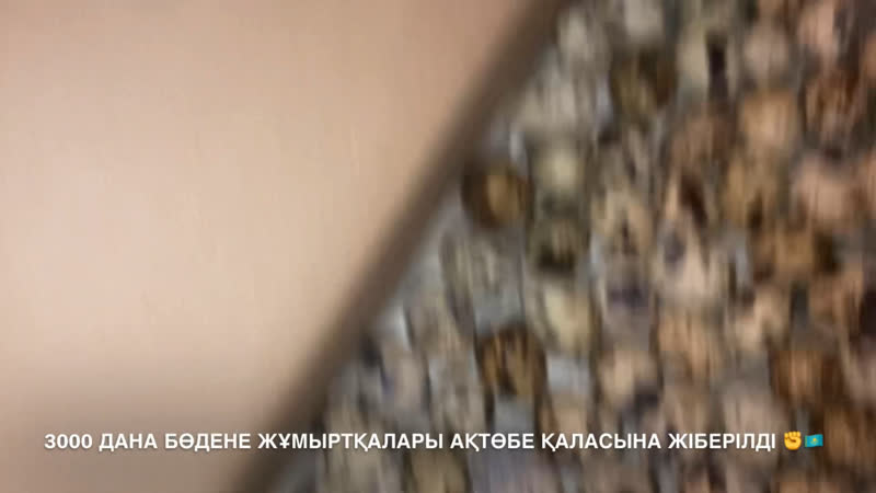 3000 дана бөдене жұмыртқалары ақтөбе қаласына жіберілді ✊🇰🇿