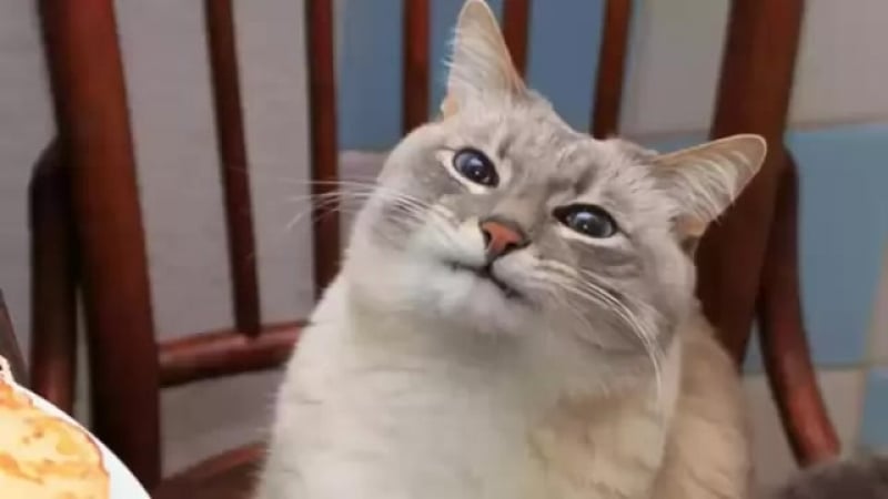 Кот с блинами