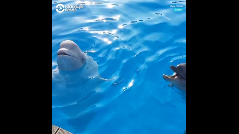 Как живут дельфины в крымских дельфинариях
