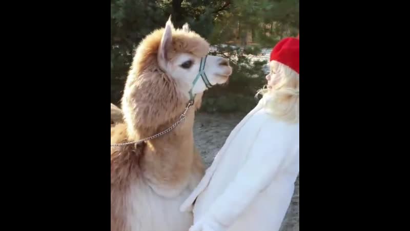 Я одна ждала, пока лама плюнет