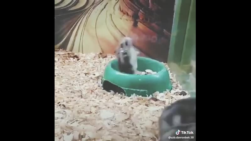 Прикольный хомячок