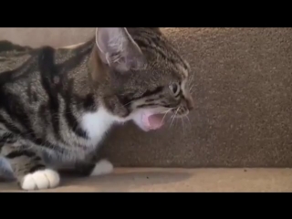 Ж жадность (vhs video)