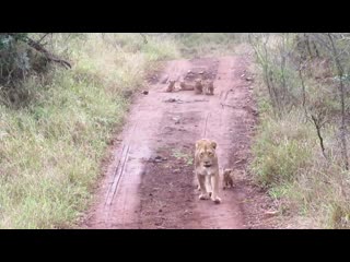 Female lion with her new cubs vigilant and trying to keep her cubs safe mp4