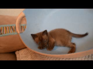 Secret pleasure dameron