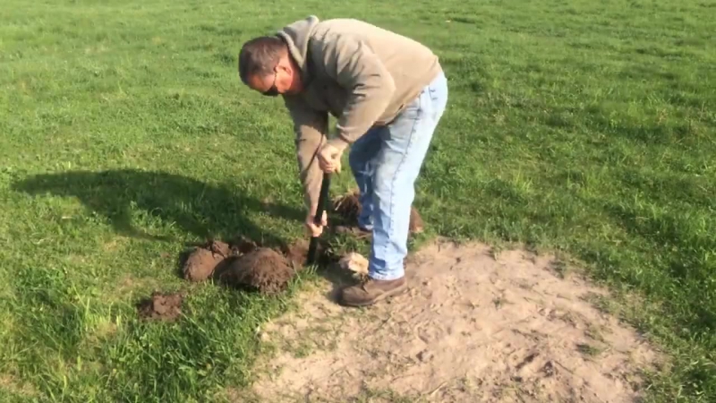 Помог детенышу альпаки