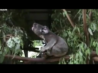 Bbc news koalas bellow with unique voice organ