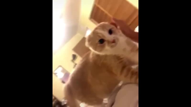 Психологическая травма для кота