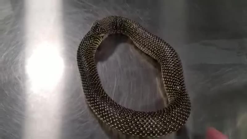 Домашний уроборос