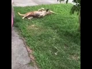 Ripsave inocent dog brutally porn by wild tiger