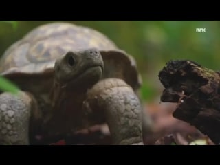 Wildlife documentaries are often made with cams in fake porn