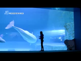 Rosie with beluga whales