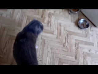 Мася показывает зайку))