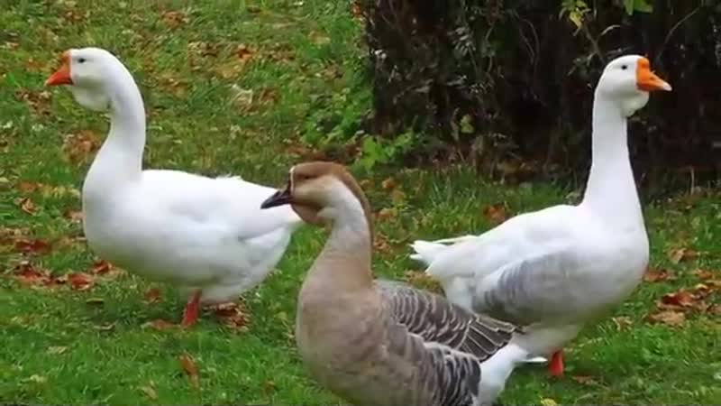 Поёт валерий сёмин частушки о коронавирусе слова александр