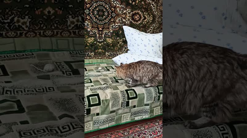 Барсик сибиряк