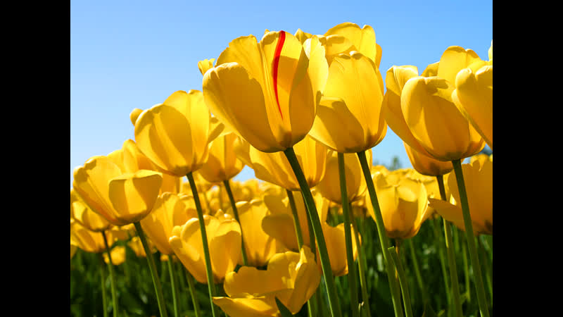 Стараемся выигрывать в любимой dota 1