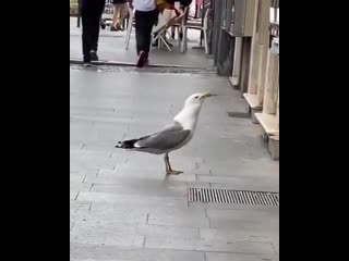 Голодная чайка проглотила крысу