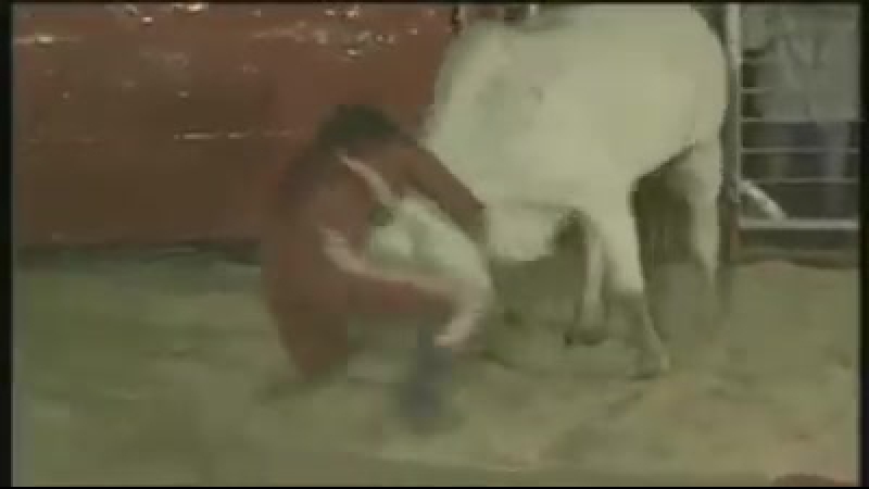 Быки
