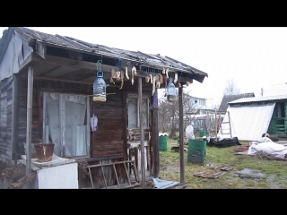 Поползень запасает в щели семечки