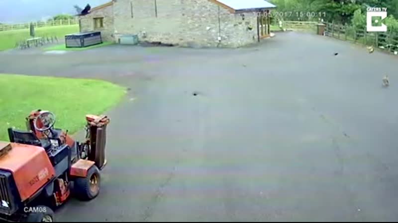 Куриный триллер