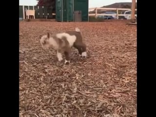 Козлик скачет