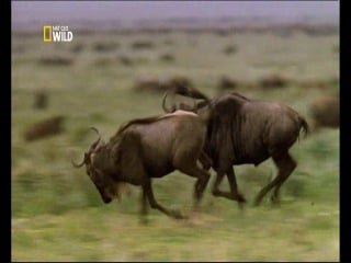 National geographic спасённый львицей/saved by the lioness (2011)