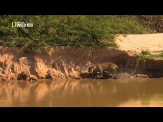 Дикая природа амазонки 2 дикое царство (2010)