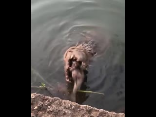 The immense crushing power of a crocodile’s jaw, putting in the work on an unsuspecting pleco