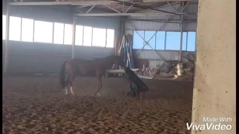 Буденновский жеребец белогвардеец