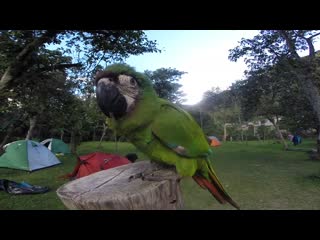 Parrot on trekking to machu picchu