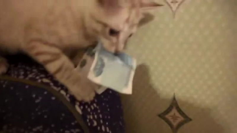 Шерстяной пидорас
