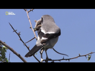 National geographic дикое меню 12 серия из 26 "столовые приборы" / wild menu (2014)