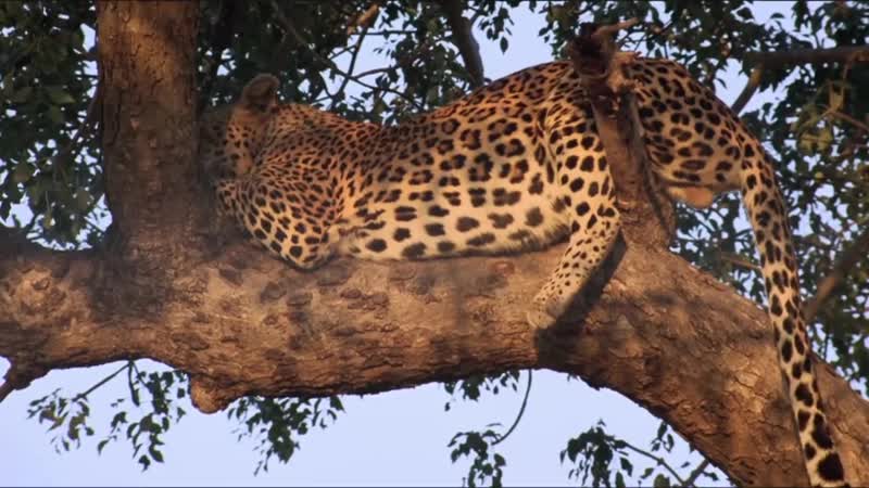 Африканское сафари ⁄ african safari (2013)
