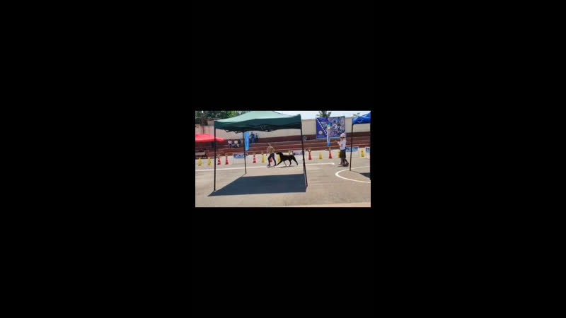 15 мая 2022 2*cacib узбекистан, эксперты думчива и о чайковская в в тимерташ ливан принц ночи 2* jcac, 2* лучший юниор породы