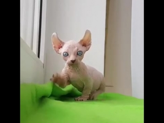 Beautiful and cute dwelf kitten 979915